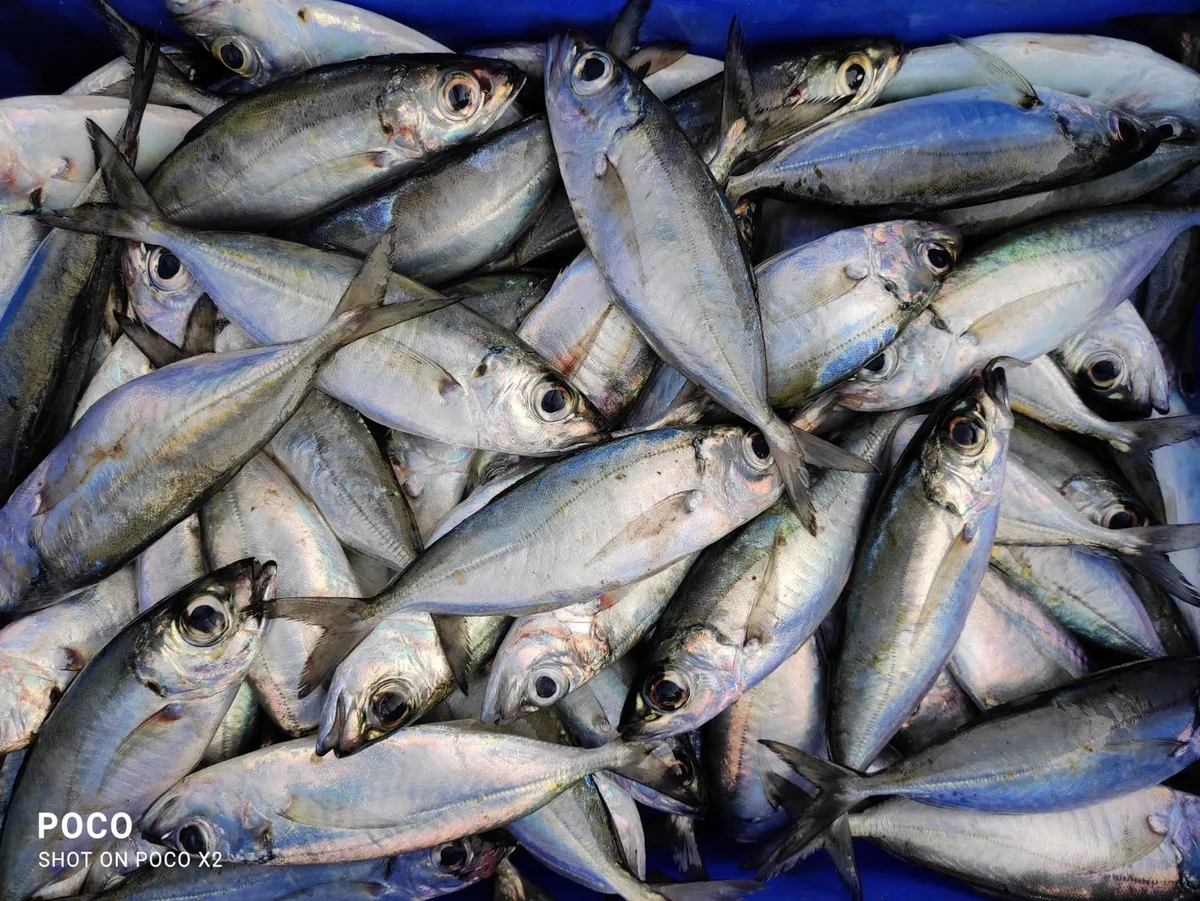 Fresh Kannan kozhiyala /Big eye Indian Scad, Trivandrum