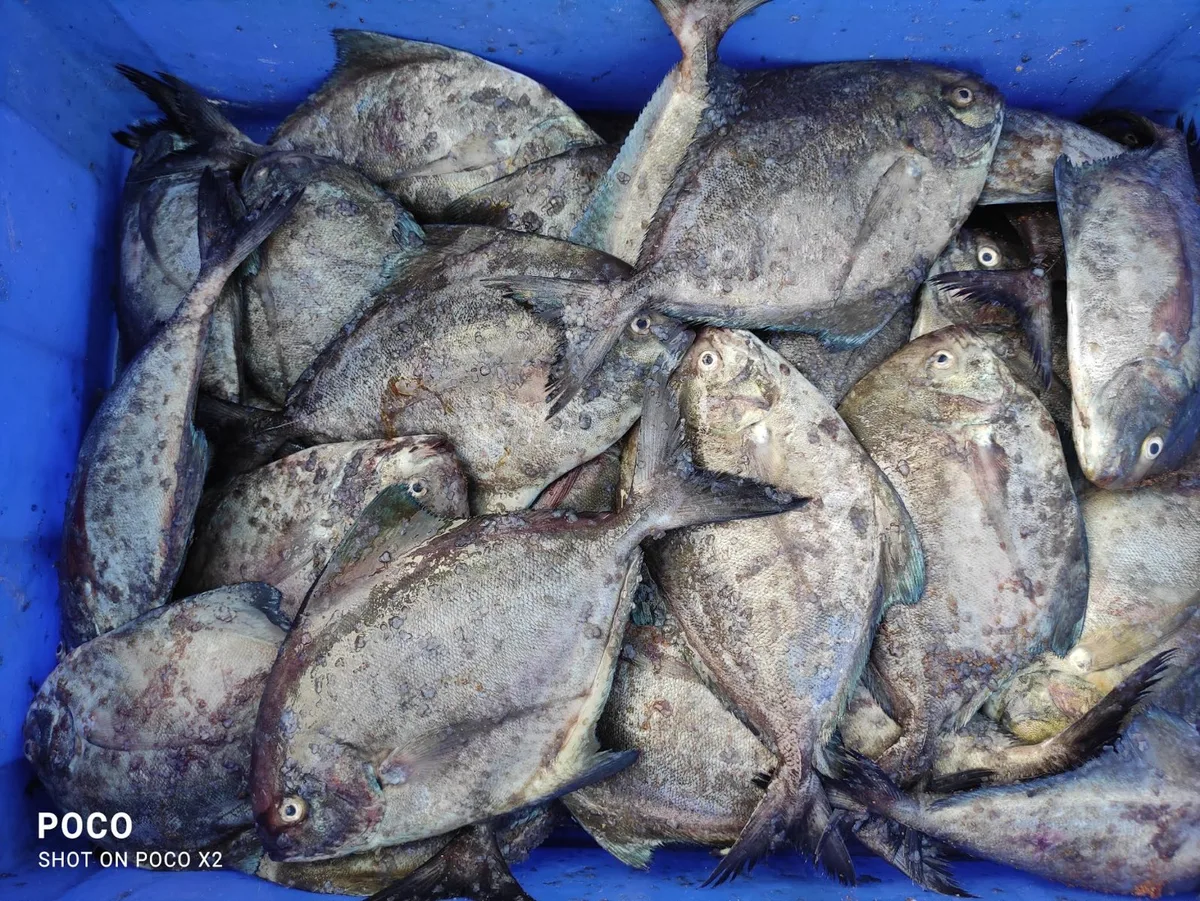 Fresh Black Pomfret, Trivandrum