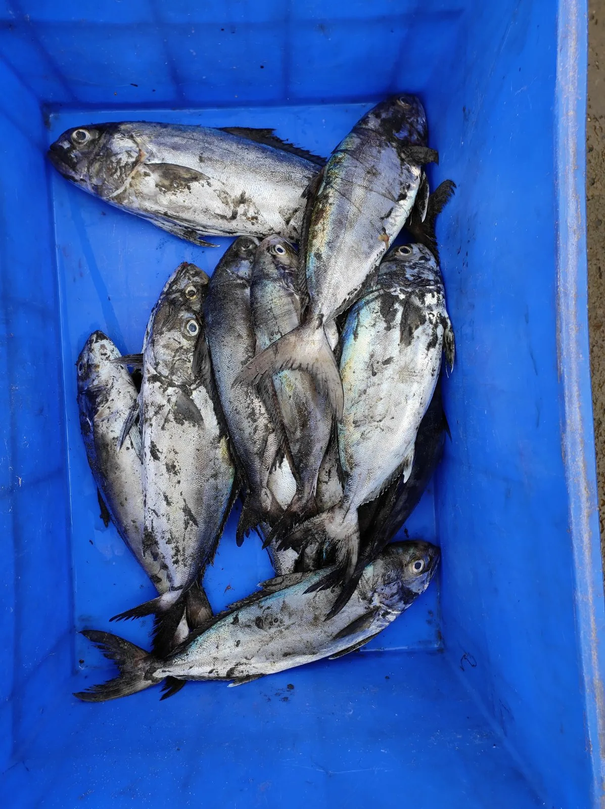 Fresh Butterfish/Ponnarameen, Trivandrum