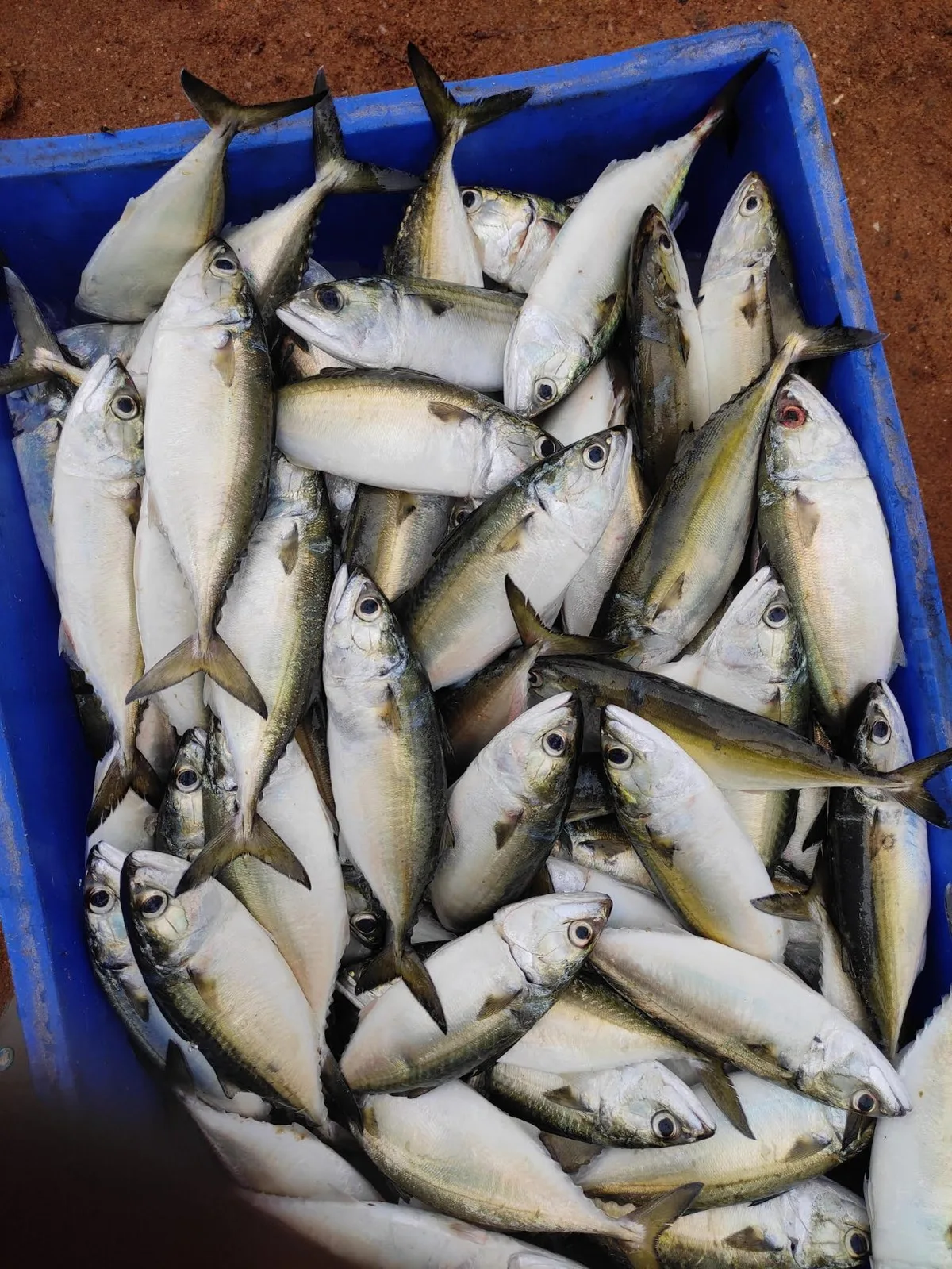 Fresh Indian Mackerel/Ayala, Trivandrum