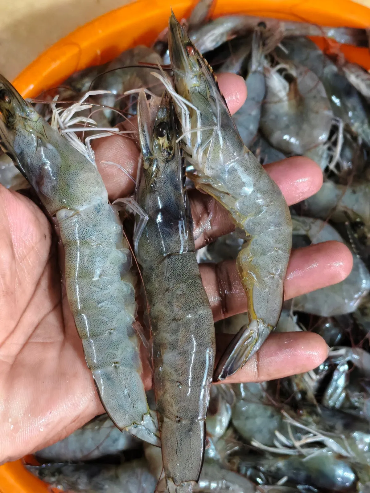 Fresh Konju/Prawns, Trivandrum