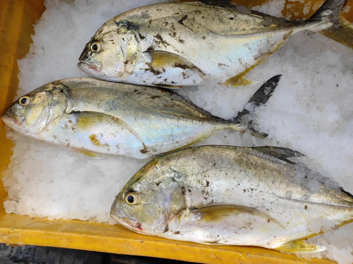 Fresh Velapara/ Malabar Trevally, Trivandrum