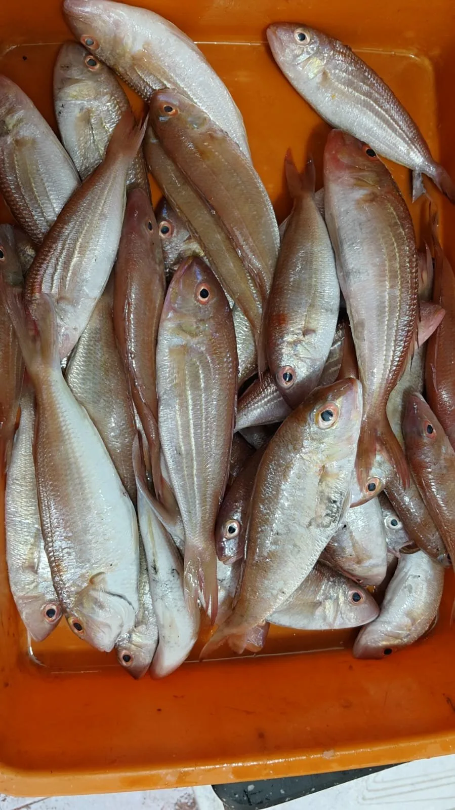 Fresh Navara/Fin bream, Trivandrum