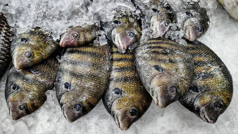 Fresh Karimeen /Pearlspot, Trivandrum