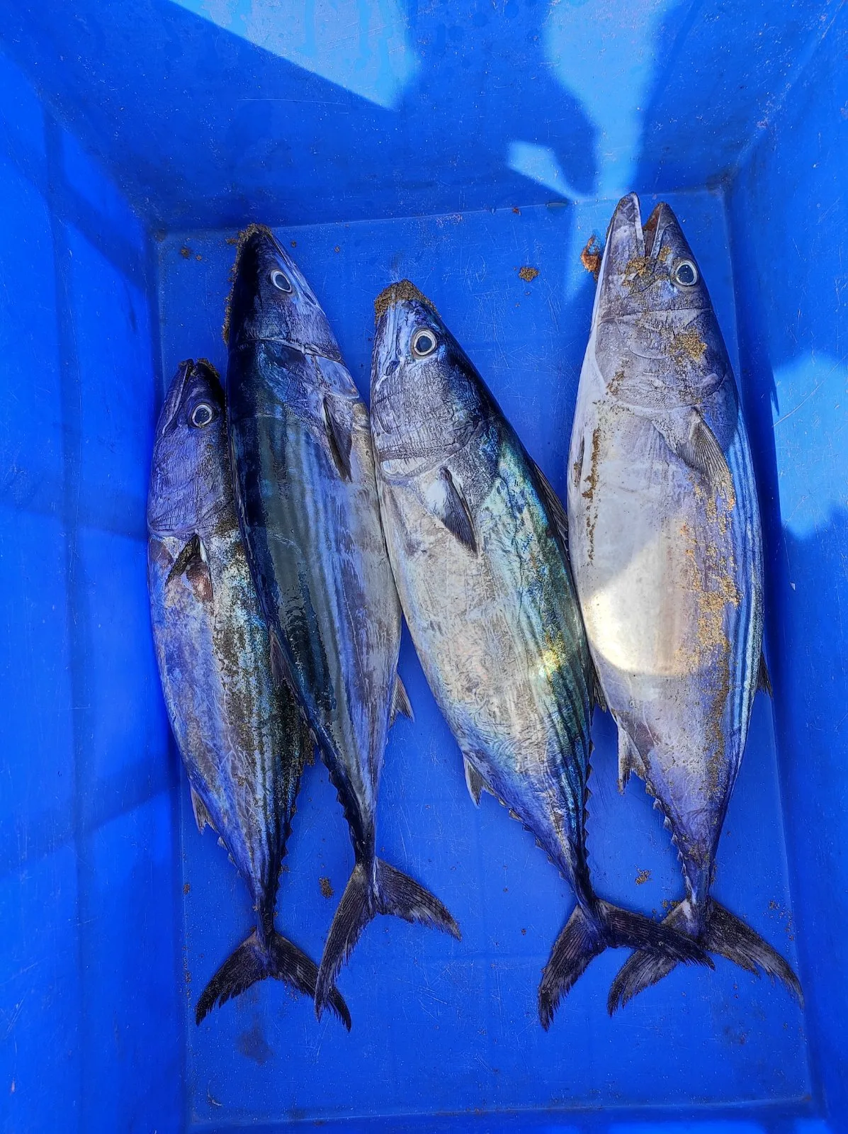Fresh Neymeen chura/Premium Albacore Tuna, Trivandrum