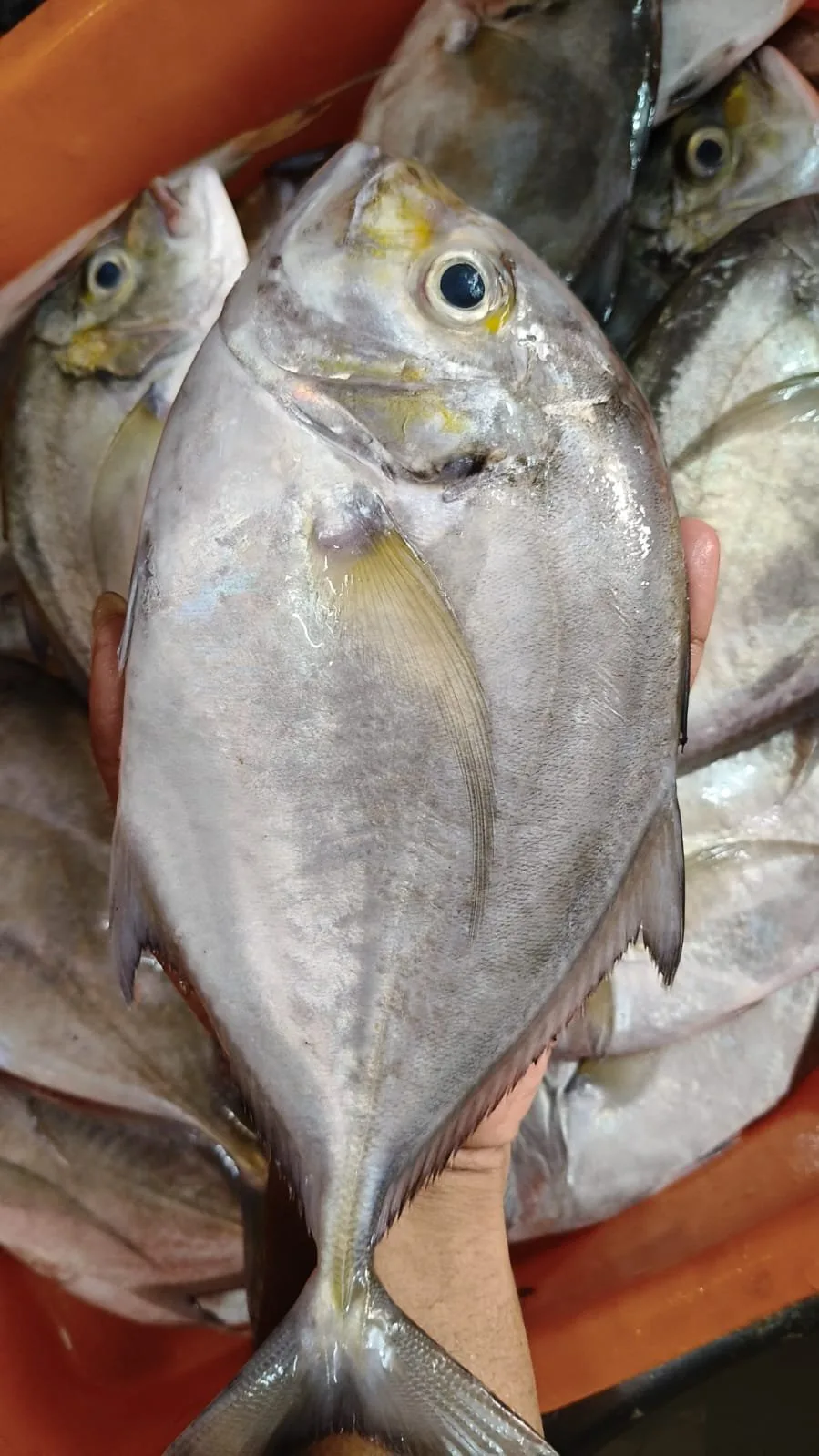 Fresh Vattakanni para, Trivandrum