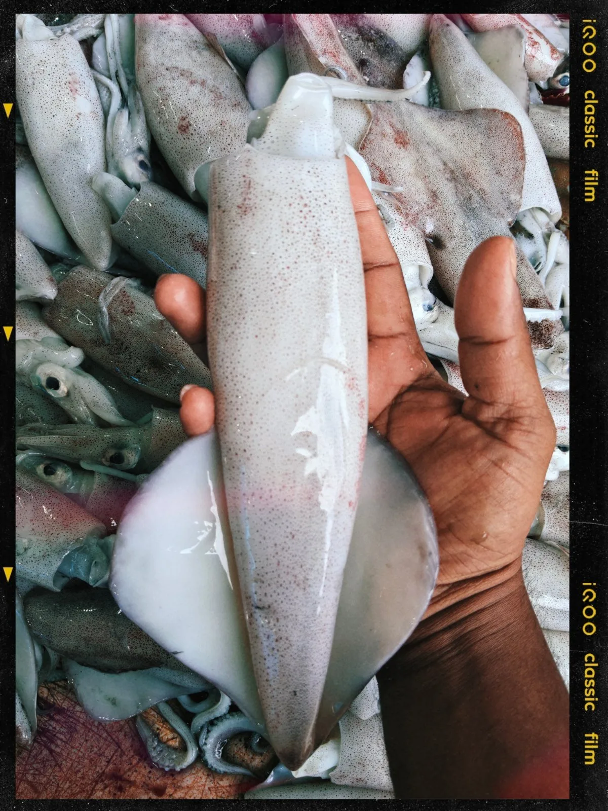 Fresh Kanava/ Squid, Trivandrum